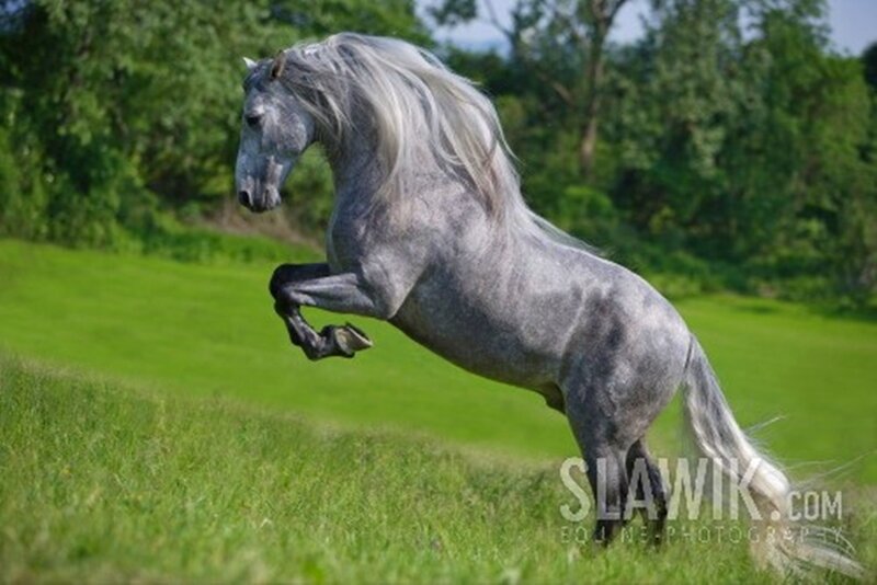 Gray Horse Rearing — Green