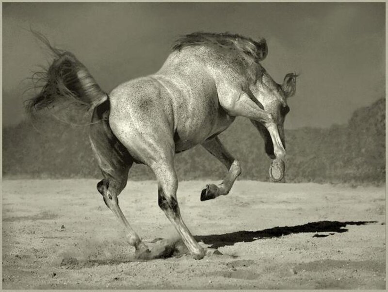 Gray Horse Rearing