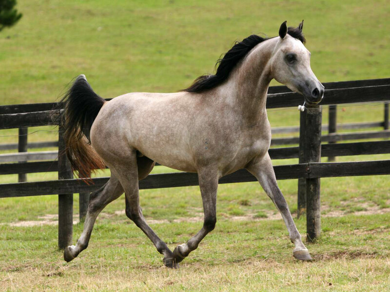 Gray Horse Running — Active, Afternoon, Photograph, Fence, Grass Field