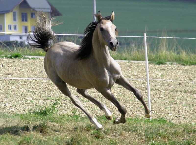 Gray Horse Running — Active, Afternoon, Photograph, Fence, House