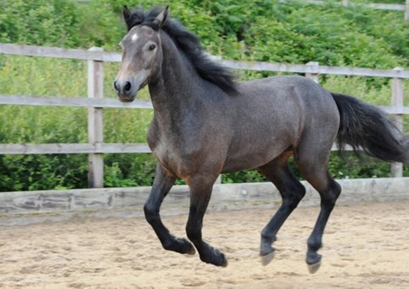 Gray Horse Running — Active, Afternoon, Photograph, Fence, Sandy Ground