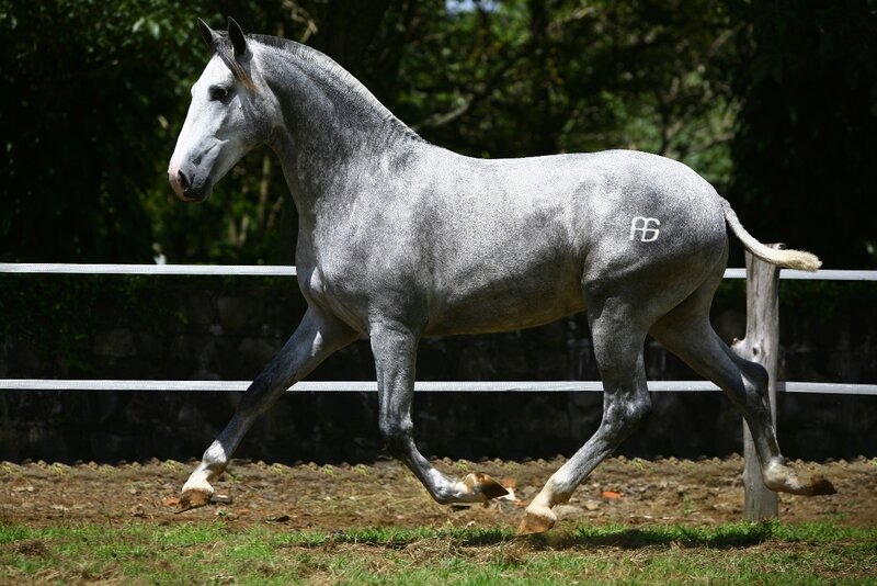 Gray Horse Running — Active, Afternoon, Photograph, Fence, Trees, Grass, Green