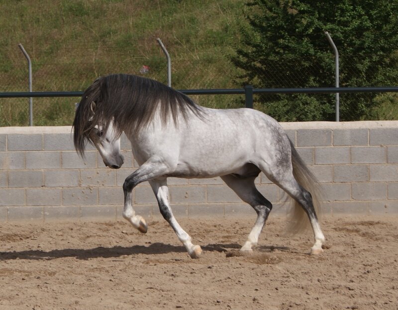 Gray Horse Running — Active, Afternoon, Photograph, Fence, Wall