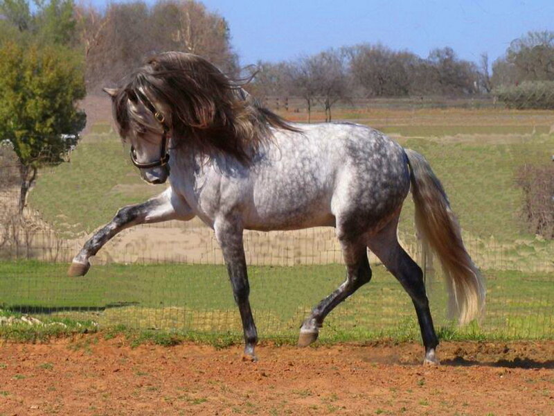 Gray Horse Running — Active, Afternoon, Photograph, Field