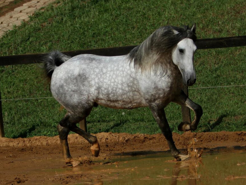 Gray Horse Running — Active, Afternoon, Photograph, Grass