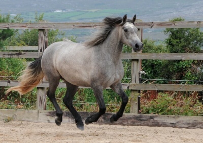 Gray Horse Running — Active, Afternoon, Photograph