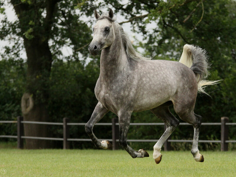Gray Horse Running — Active, Afternoon, Photograph, Tree