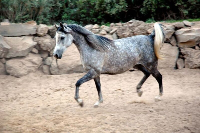 Gray Horse Running — Active, Afternoon