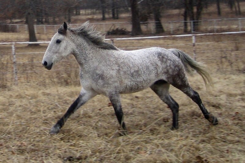Gray Horse Running — Active, Autumn