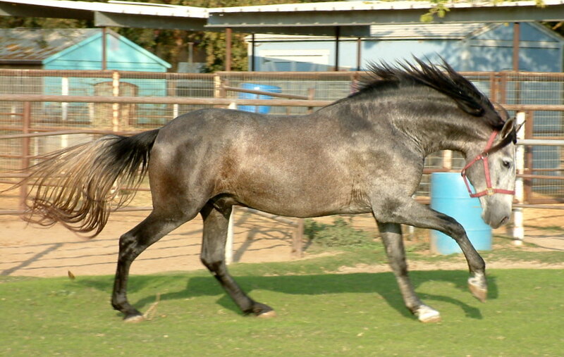Gray Horse Running — Active