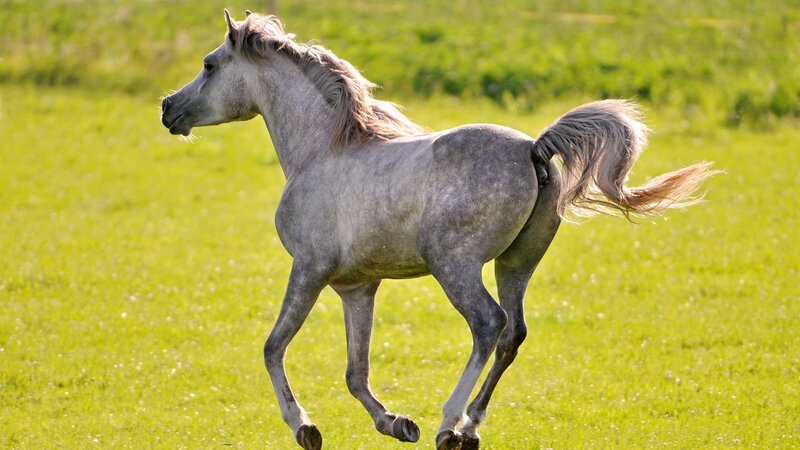 Gray Horse Running — Afternoon