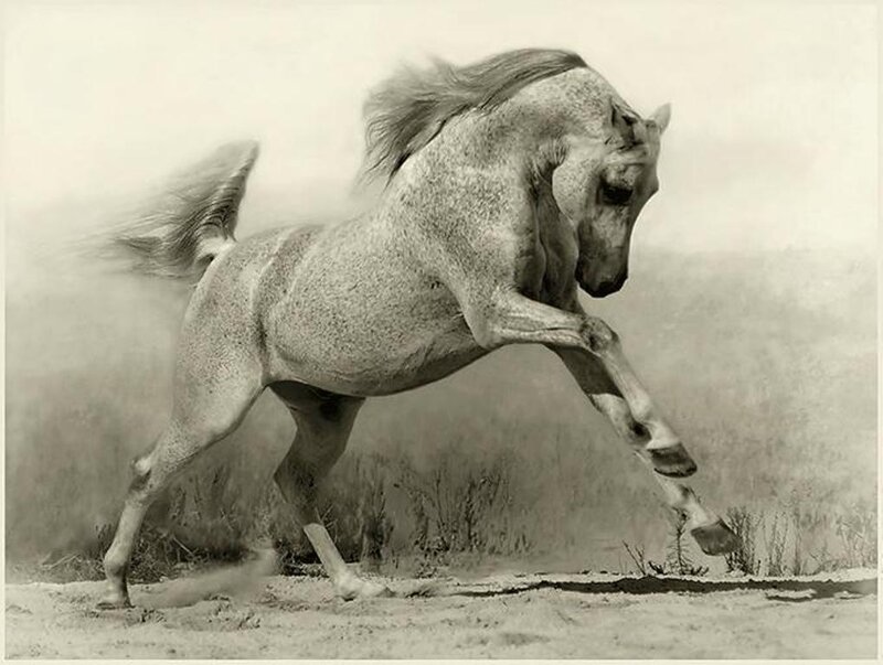Gray Horse Running — Black