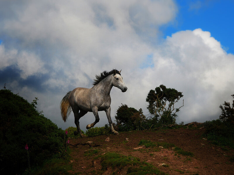 Gray Horse Running — Blue, Dramatic