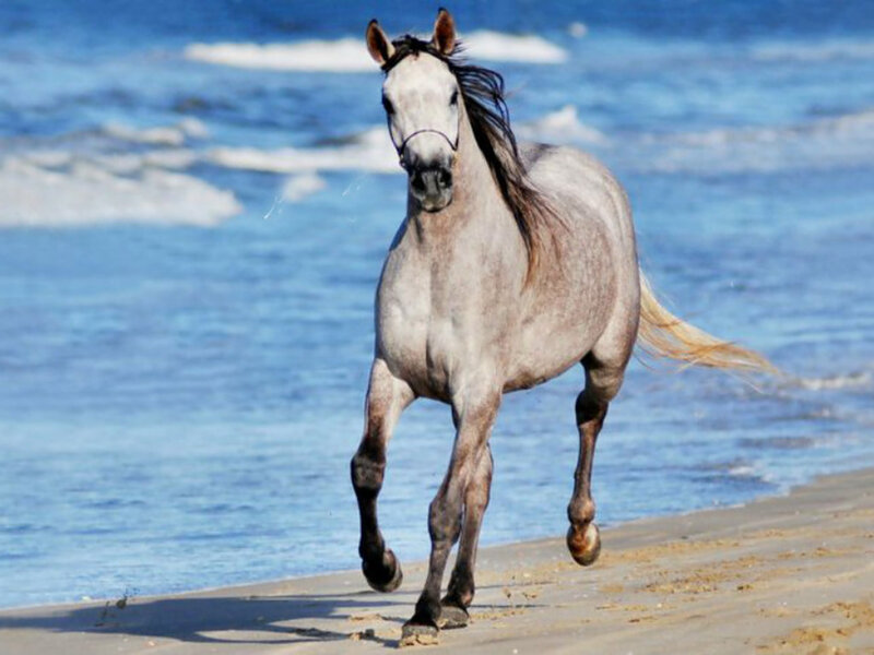 Gray Horse Running — Blue, Dynamic
