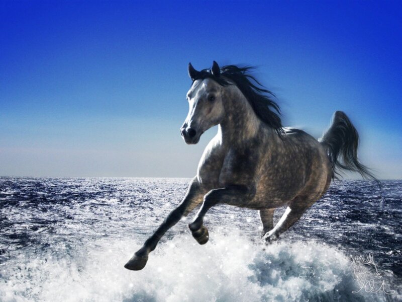 Gray Horse Running — Blue