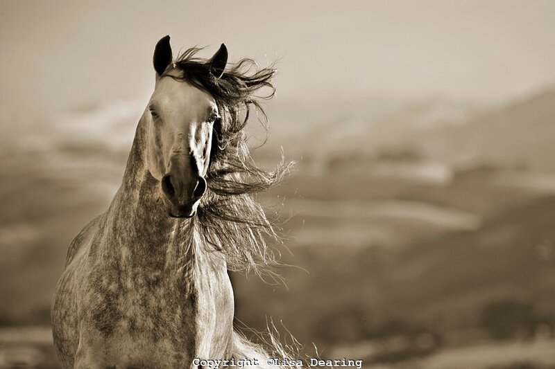 Gray Horse Running — Brown