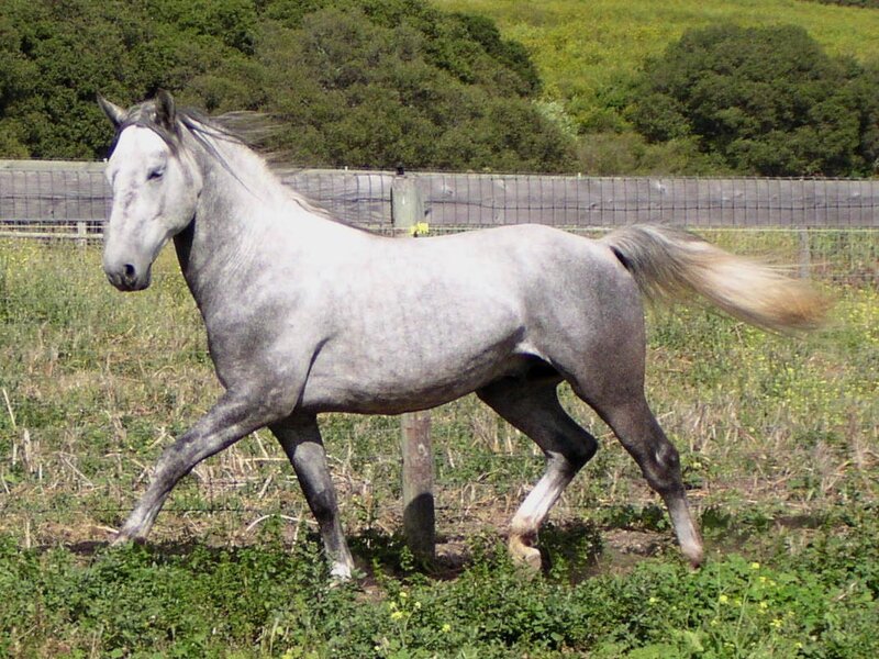 Gray Horse Running — Calm, Afternoon, Photograph