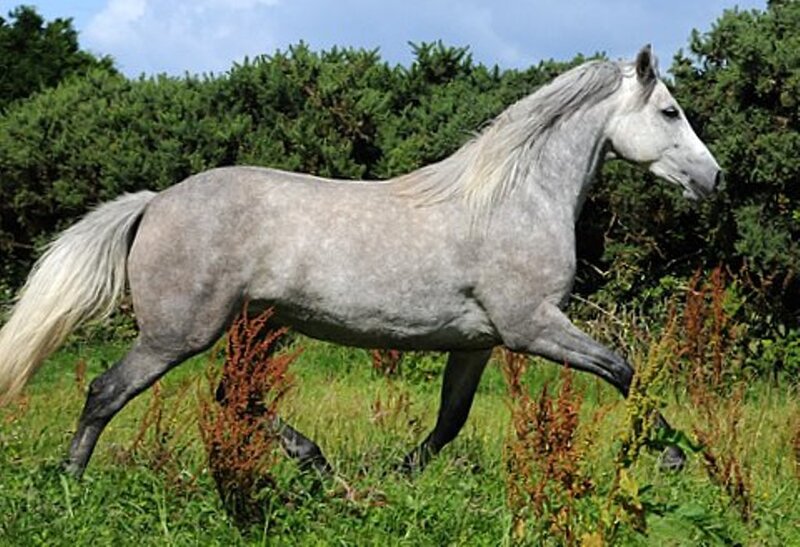 Gray Horse Running — Calm, Afternoon