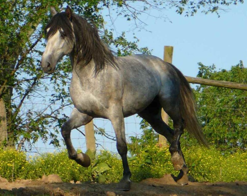 Gray Horse Running — Calm
