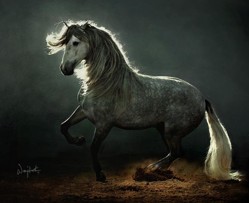 Gray Horse Running — Dramatic, Photograph, Dirt