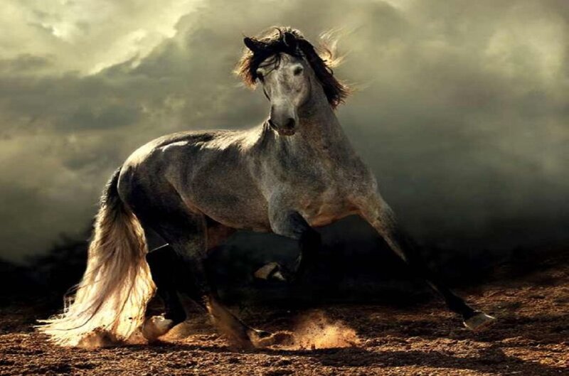 Gray Horse Running — Dramatic, Photograph, Dust