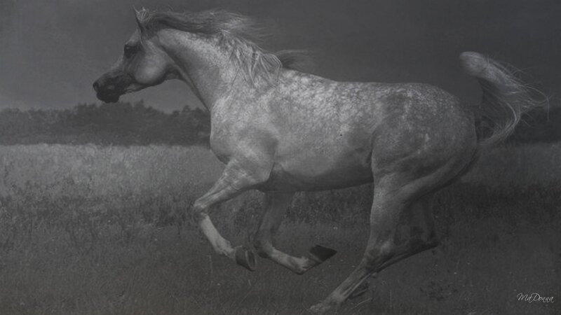 Gray Horse Running — Dramatic, Photograph, Field