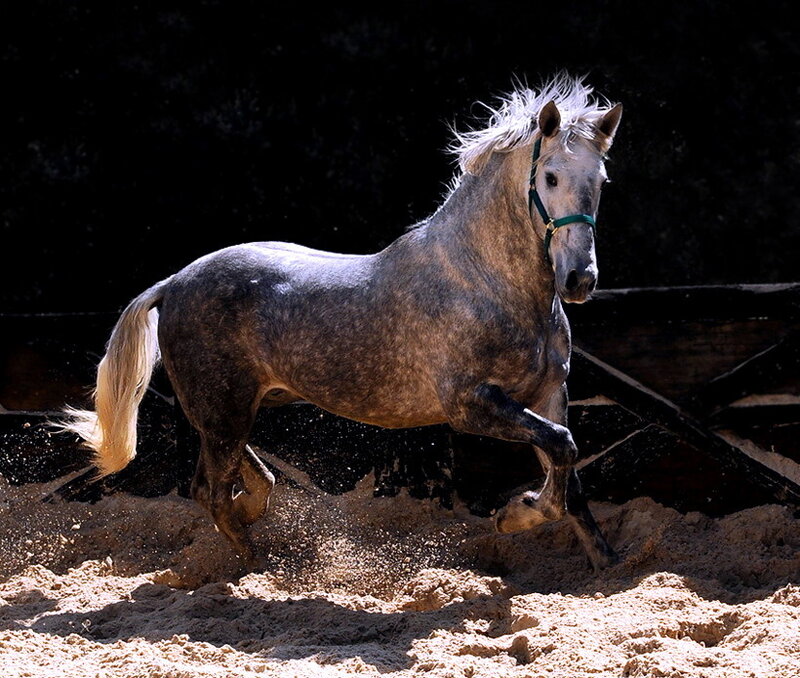 Gray Horse Running — Dramatic, Photograph, Sand