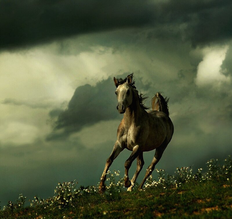 Gray Horse Running — Dramatic, Photograph