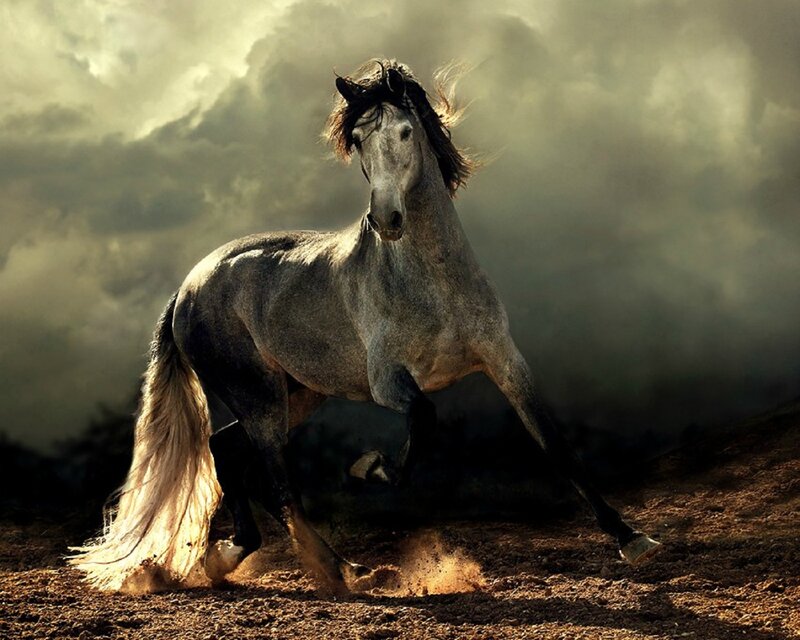 Gray Horse Running — Dramatic, Sunset