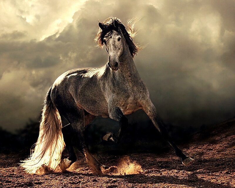Gray Horse Running — Dramatic