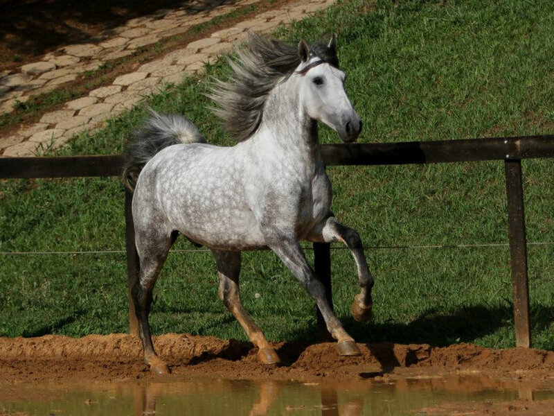 Gray Horse Running — Dynamic, Afternoon, Photograph, Grass