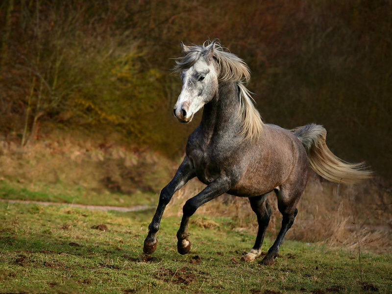Gray Horse Running — Dynamic, Afternoon, Photograph, Grass, Trees