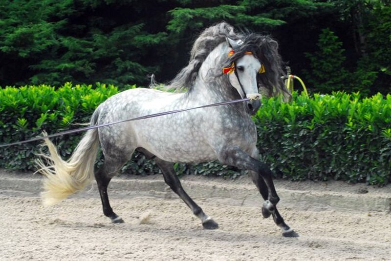 Gray Horse Running — Dynamic, Afternoon, Photograph, Saddle