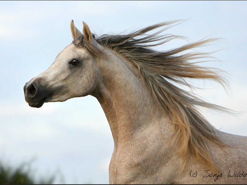 Gray Horse Running — Dynamic, Afternoon, Photograph, Sky