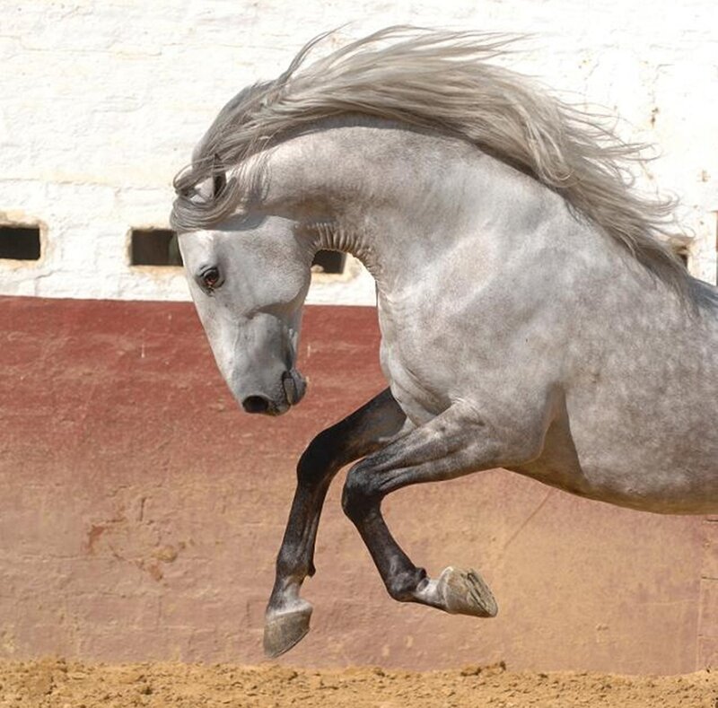 Gray Horse Running — Dynamic, Afternoon, Photograph