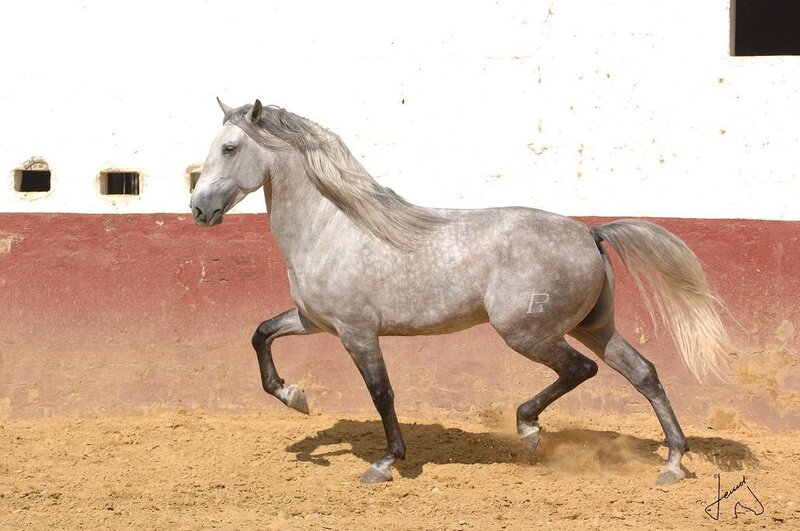 Gray Horse Running — Dynamic, Afternoon