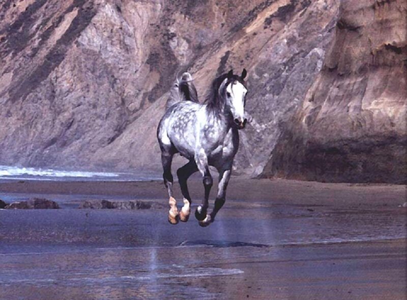 Gray Horse Running — Dynamic, Photograph, Beach