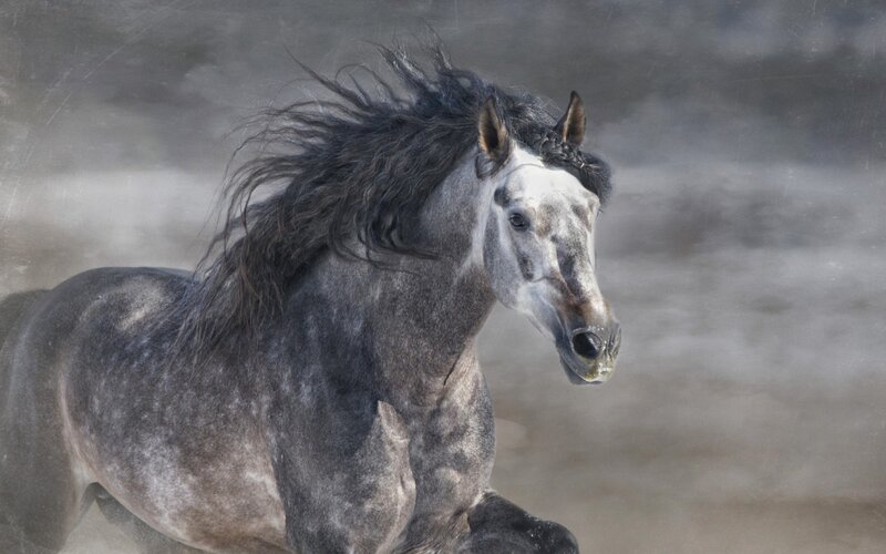 Gray Horse Running — Dynamic, Photograph, Dust, Mane