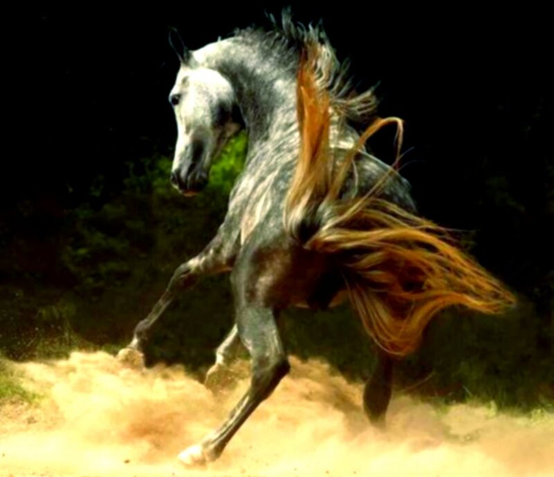 Gray Horse Running — Dynamic, Photograph, Dust