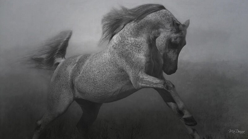 Gray Horse Running — Dynamic, Photograph, Grass