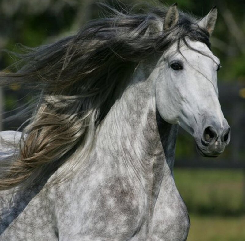 Gray Horse Running — Dynamic, Photograph