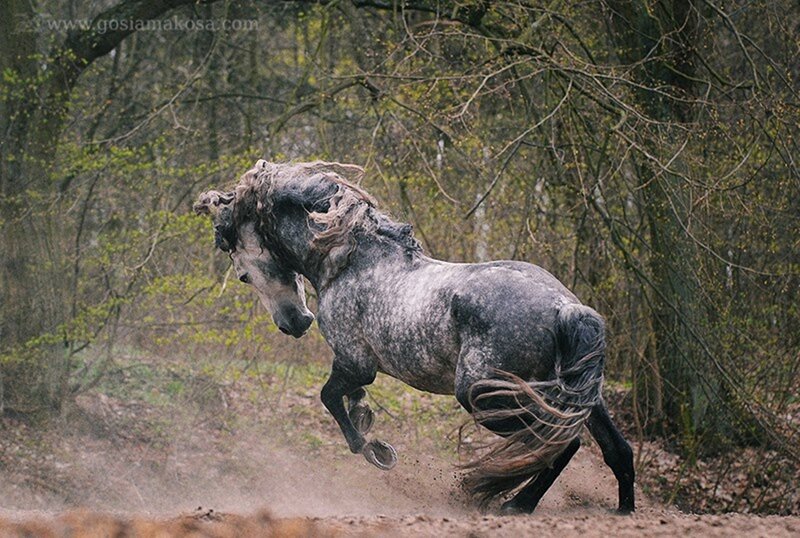 Gray Horse Running — Dynamic, Spring