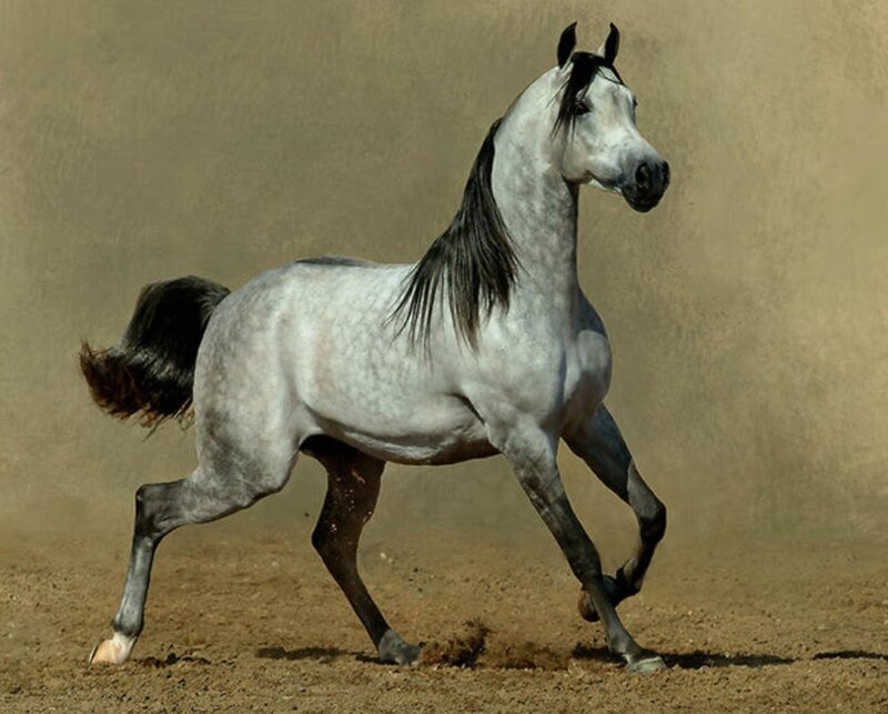 Gray Horse Running — Dynamic