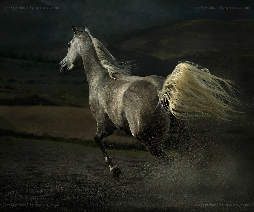 gray horse running freely