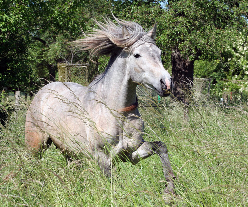 Gray Horse Running — Green, Active, Afternoon, Photograph