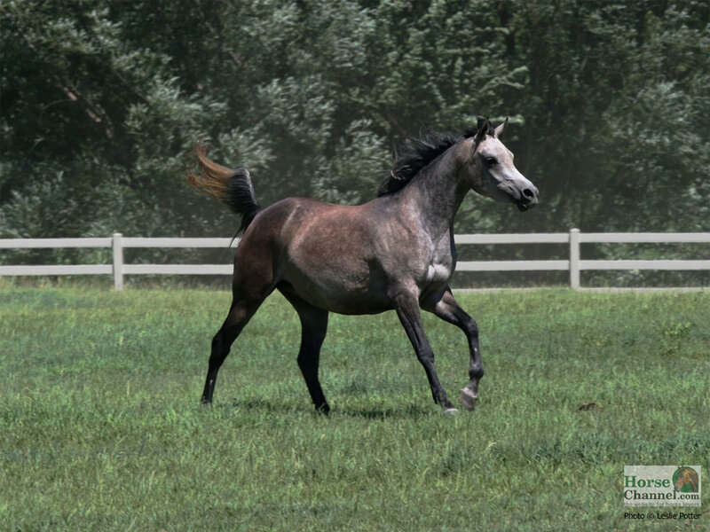 Gray Horse Running — Green, Active, Afternoon