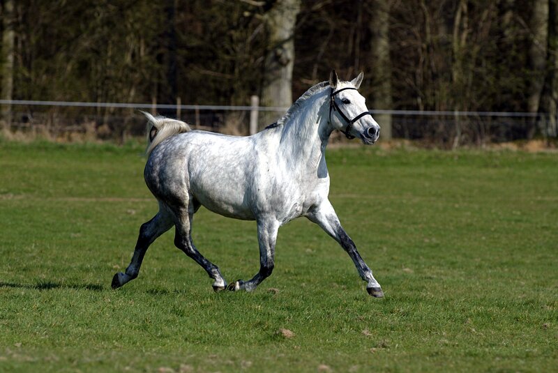 Gray Horse Running — Green, Active
