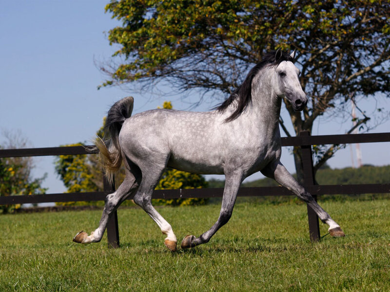 Gray Horse Running — Green, Calm