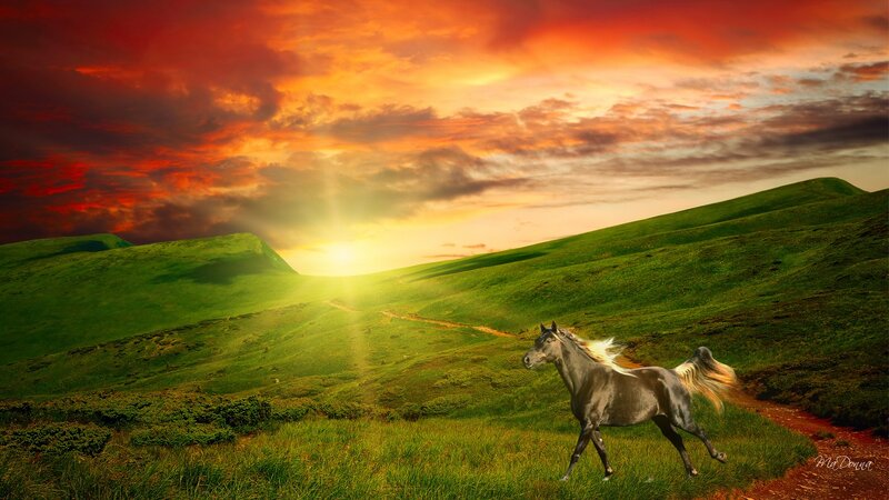 Gray Horse Running — Green, Dramatic, Sunset