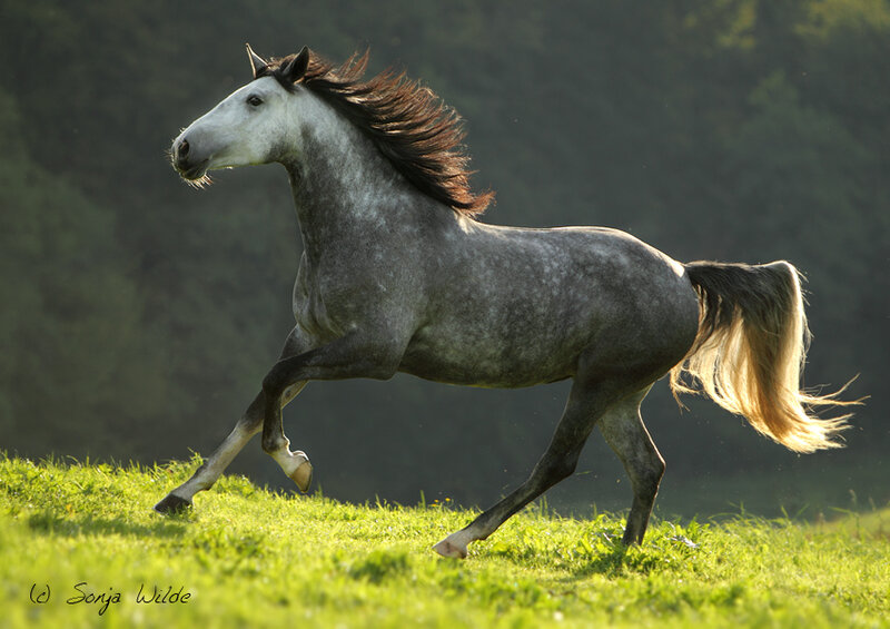 Gray Horse Running — Green, Dynamic, Afternoon, Photograph, Grass